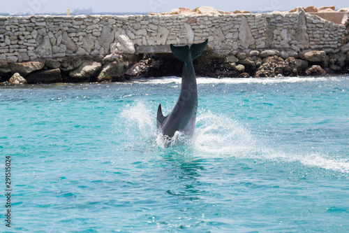 Delfin macht Luftsprung im Meer