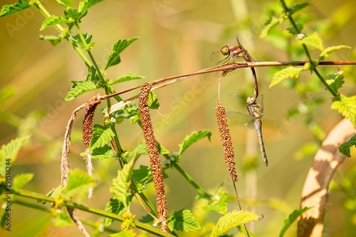 Male and female dragondlies mating and hanging from a reed.