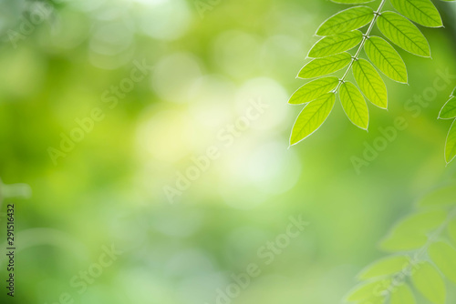 Green leaf on beautiful bokeh background.