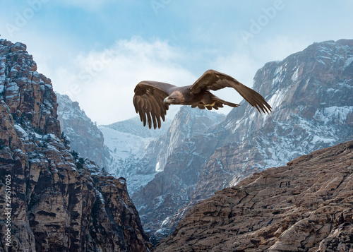 Golden Eagle (Aquila chrysaetos) in Flight Over Snow-Dusted Mountains...Some Native Peoples Believe the Eagle can Take Your Dreams to Heaven
