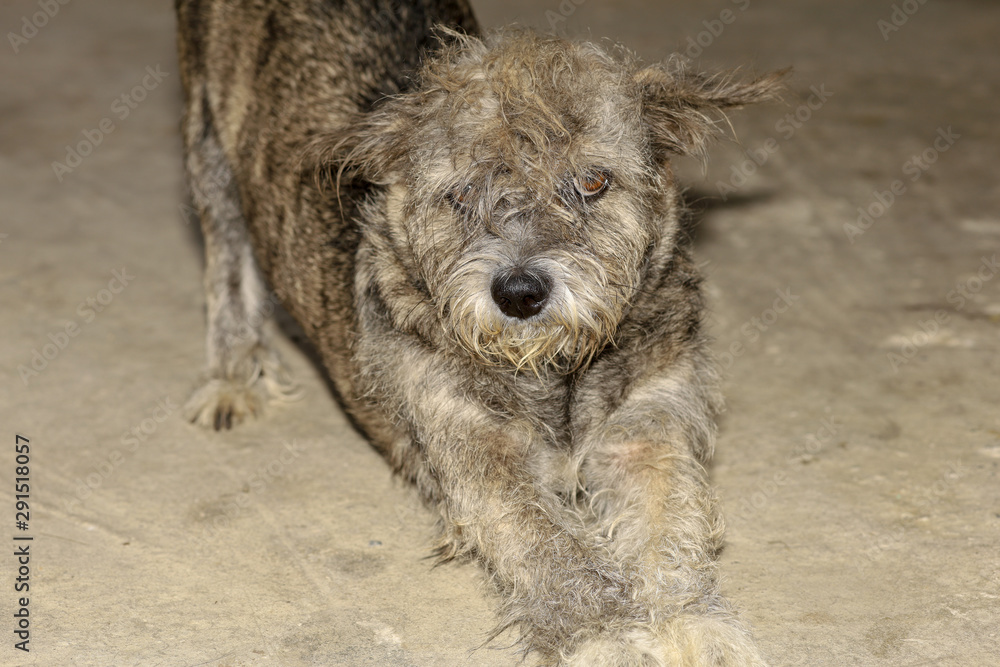 The gray color dog sit down on cement floor in countryside at thailand The gray color dog sit down on cement floor in countryside at thailand