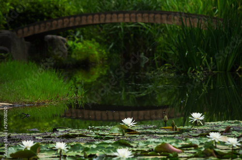 睡蓮の咲く池 © satoru