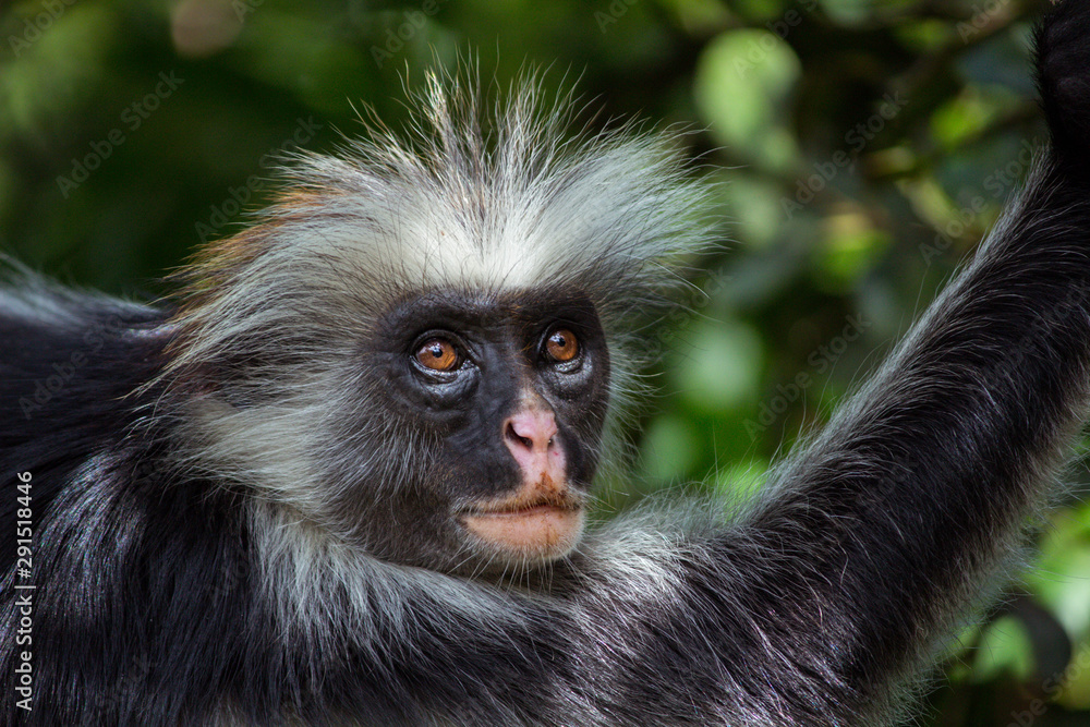 monkey monkey