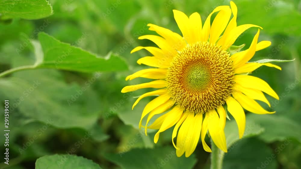 Nature video The scene of the sunflower is blown in the garden in the morning and with the fresh green leaves of the blur background. Nature video The scene of the sunflower is blown in the garden in the morning and with the fresh green leaves of the blur background.
