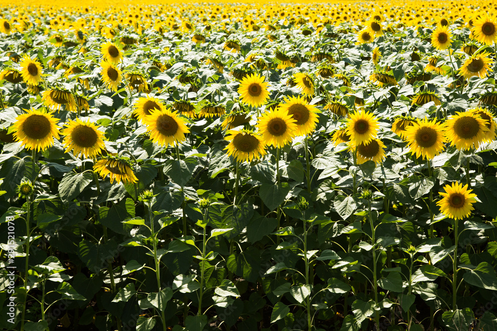 Obraz premium Big sunflower field