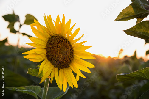 Foto Big sunflower close-up