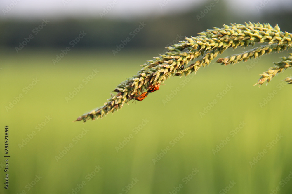 Insect and grass top on a green background.