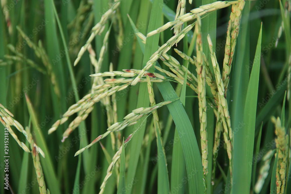 Asia Agriculture and Thai rice concept. Asia Agriculture and Thai rice concept.