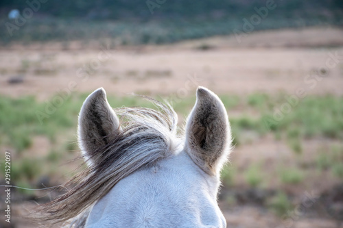 white horse ears. horse on the farm.