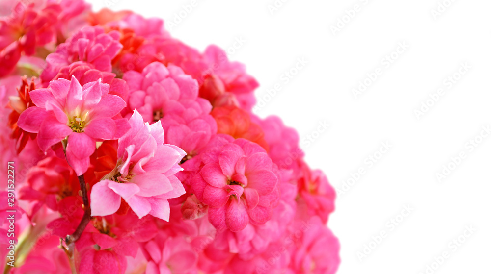 Sprig with pink flowers isolated on a white background Sprig with pink flowers isolated on a white background