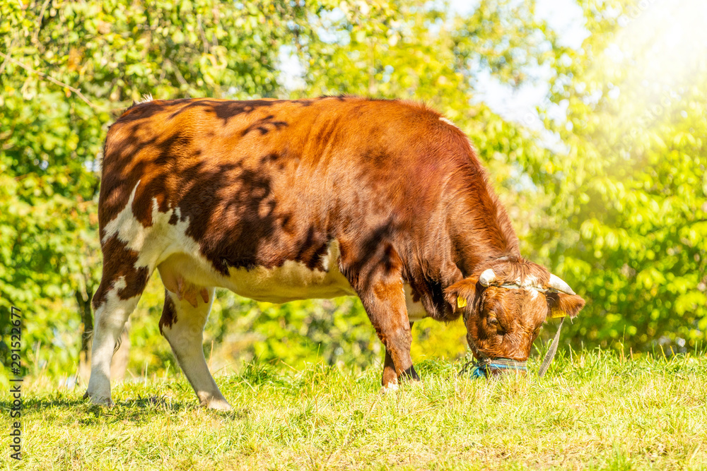 Single Brown Cow On A Meadow Stock 写真 Adobe Stock