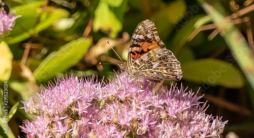 American Lady Butterfly from Underside having Nectar