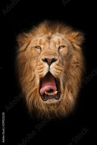  maned male lion  with yellow  amber  eyes resembling a king  imposingly relaxes  wiping its wide red mouth. portrait in isolation  black background.