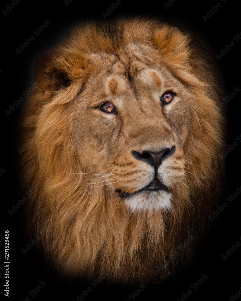 Fototapeta premium male lion with yellow (amber) eyes looks dreamily sideways, muzzle close-up.portrait in isolation, black background.