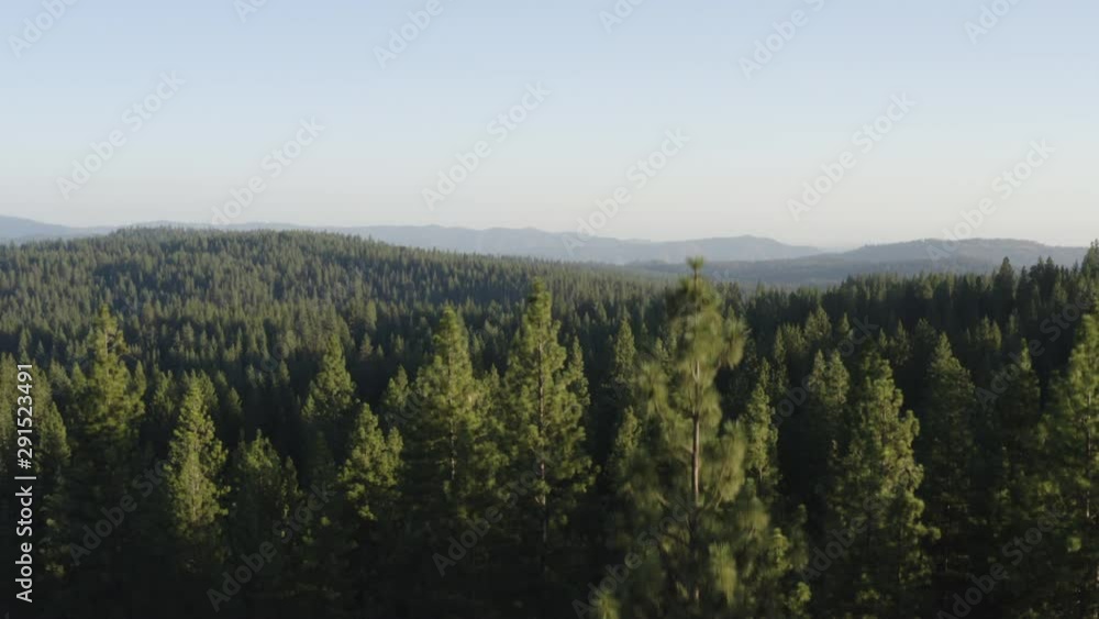 4K Aerial flyover of a dense beautiful forest in the Sierra Nevada Mountains of California 4K Aerial flyover of a dense beautiful forest in the Sierra Nevada Mountains of California