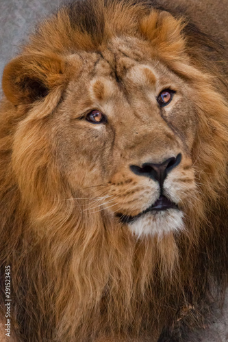 male lion with yellow (amber) eyes looks dreamily sideways, muzzle close-up.