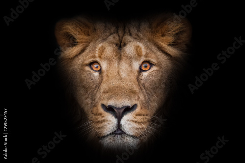 Fototapeta Naklejka Na Ścianę i Meble -  maned male lion with yellow (amber) eyes looks at you anxiously and attentively, close-up face. portrait in isolation, black background.