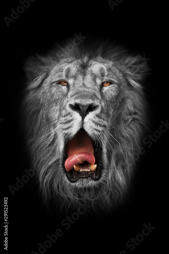 Fototapeta Naklejka Na Ścianę i Meble -  the white lion is a white muzzle (black and white), yellow (amber eyes) and a red mouth, similar to a gray king.. portrait in isolation, black background.