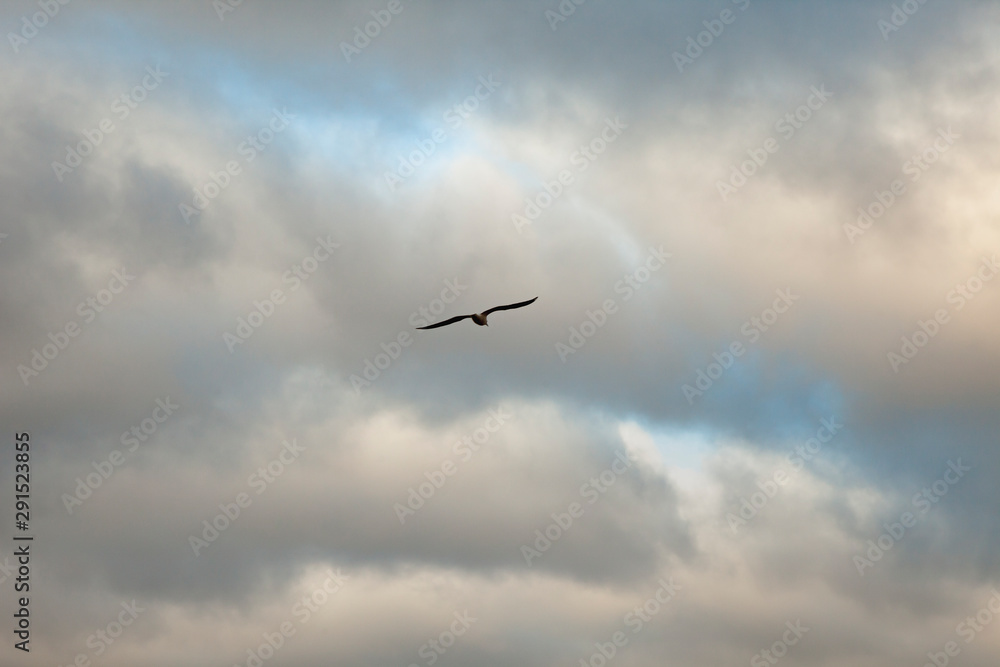 Seagull Flying in the Cloudy Sky. Seaside near Jurmala Beach