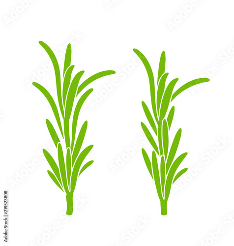 Rosemary branch. Isolated rosemary on white background