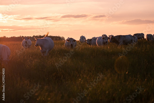 cows in the field