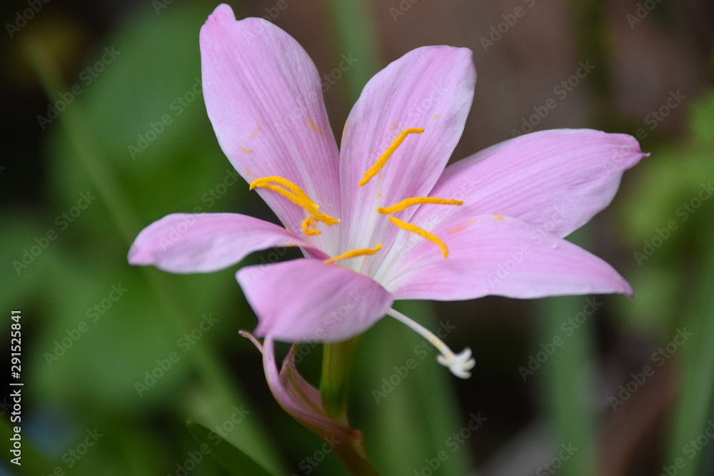 Fototapeta premium LA BELLEZA DE UNA FLOR