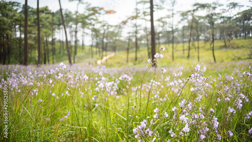 Blooming purple crested naga flower among pine trees at phu soi dao national park.Travel vacations