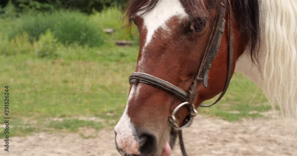 Beautiful horse in leather bridle outdoors, closeup Beautiful horse in leather bridle outdoors, closeup