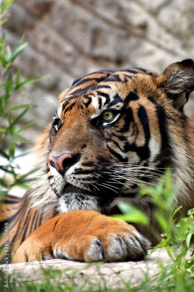 Fototapeta premium Tigre pensierosa