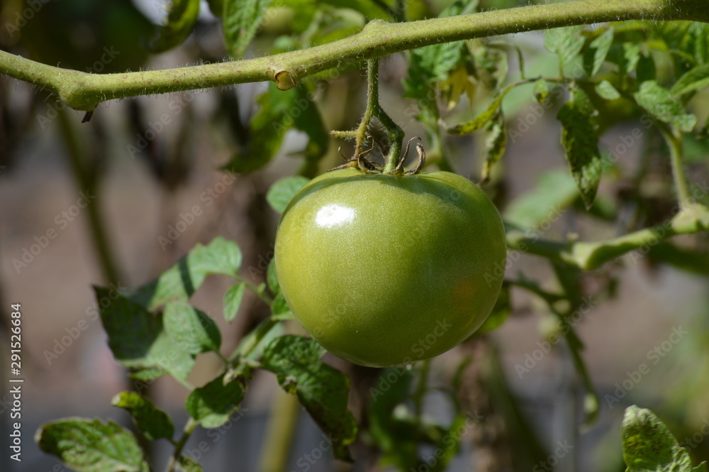 Tomato growing in the garden