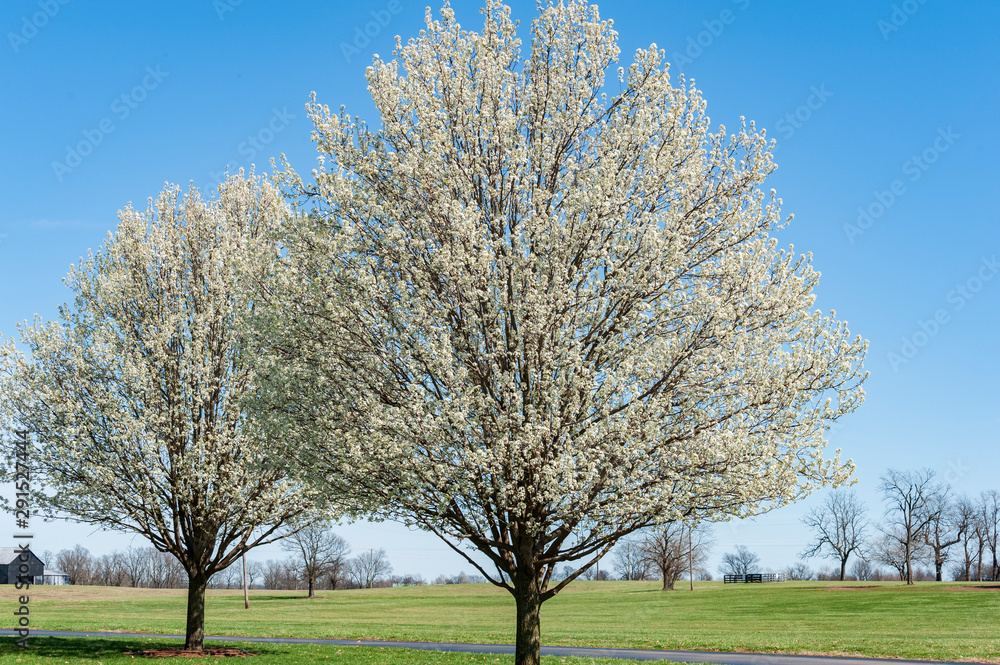 Springtime Springtime