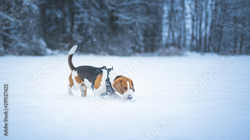 Fototapeta Naklejka Na Ścianę i Meble -  beagle dog outdoor portrait walking in snow