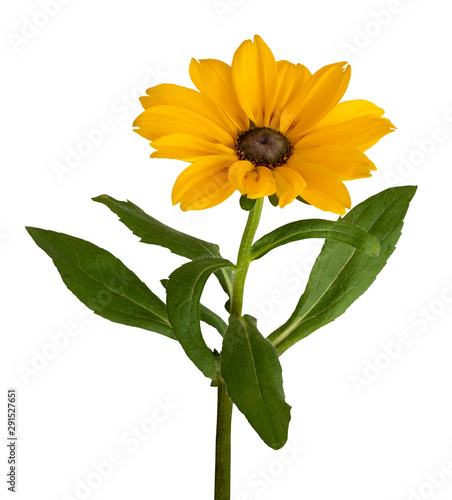 Yellow Daisy isolated on white background, including clipping path. photo