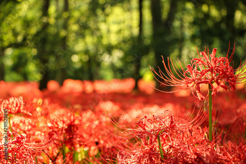 Fotografia Red Spider Lily, taken at Kinchakuda, Saitama, Japan