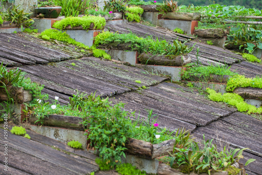 Design element, ornamental plants on a wooden surface, space for print. Design element, ornamental plants on a wooden surface, space for print.