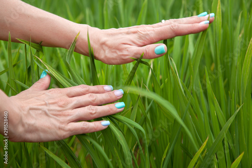 Happy Asian girl enjoy in green rice field, countryside of Vietnam at sunset, female hands on a background of green rice shoots