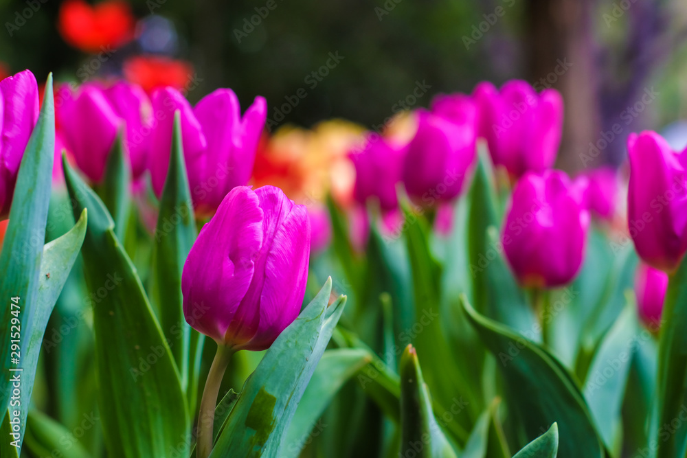 Colorful tulip flower close cup in botanical garden