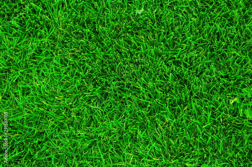 Green grass texture background. Background texture of green grass. Grass surface with copy space