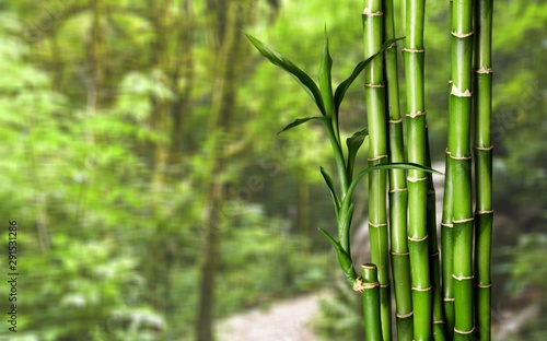 Many bamboo stalks on blurred background © BillionPhotos.com