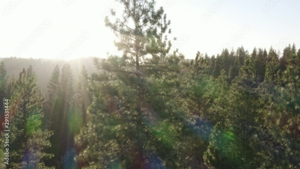 4K Aerial flyover of a dense beautiful forest in the Sierra Nevada Mountains of California 4K Aerial flyover of a dense beautiful forest in the Sierra Nevada Mountains of California