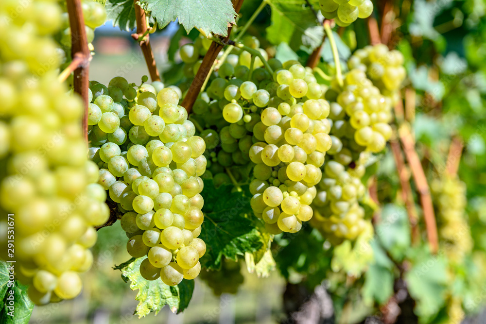 bunch of green grapes on a vineyard, with blurred background in Styria Austria bunch of green grapes on a vineyard, with blurred background in Styria Austria