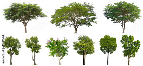 Collection Beautiful Trees Isolated on white background   Suitable for use in architectural design   Decoration work   Used with natural articles both on print and website.