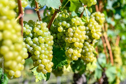 bunch of green grapes on a vineyard, with blurred background in Styria Austria