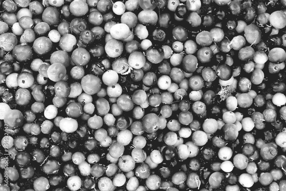 Black and white cranberry filling texture. Freshness cranberry background.