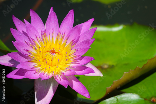 Pink Lotus Flower full blooming in pond and blur pad on water background