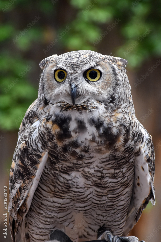 Obraz premium great horned owl
