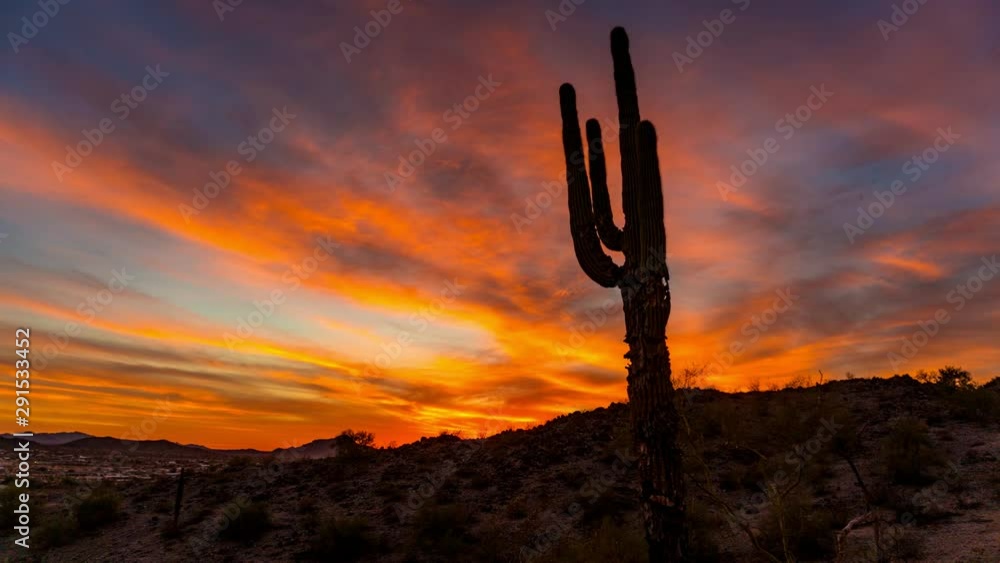 Silhouette of rugged cactus during sunset in desert Silhouette of rugged cactus during sunset in desert