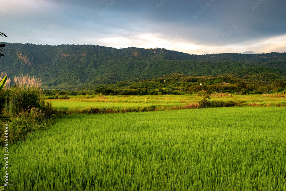 Rice fields near the hill in Thailand