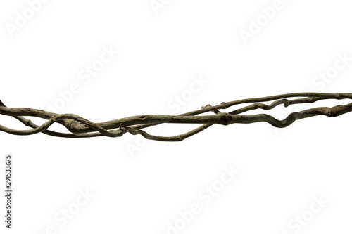 Spiral twisted jungle tree branch, vine liana plant isolated on white background, clipping path included