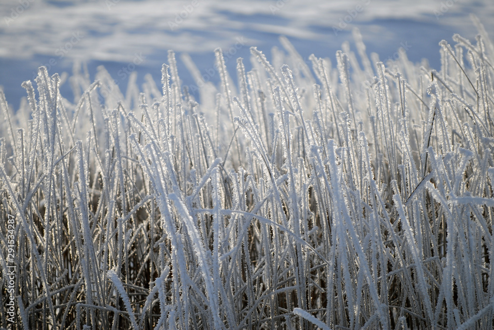 Fototapeta premium Phragmites covered in snow